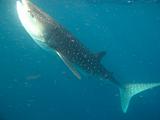 Djibouti - Whale Shark in the Gulf of Aden - 14